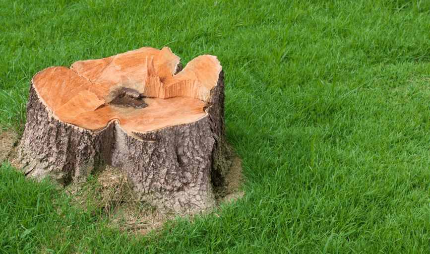 MR Tree Services